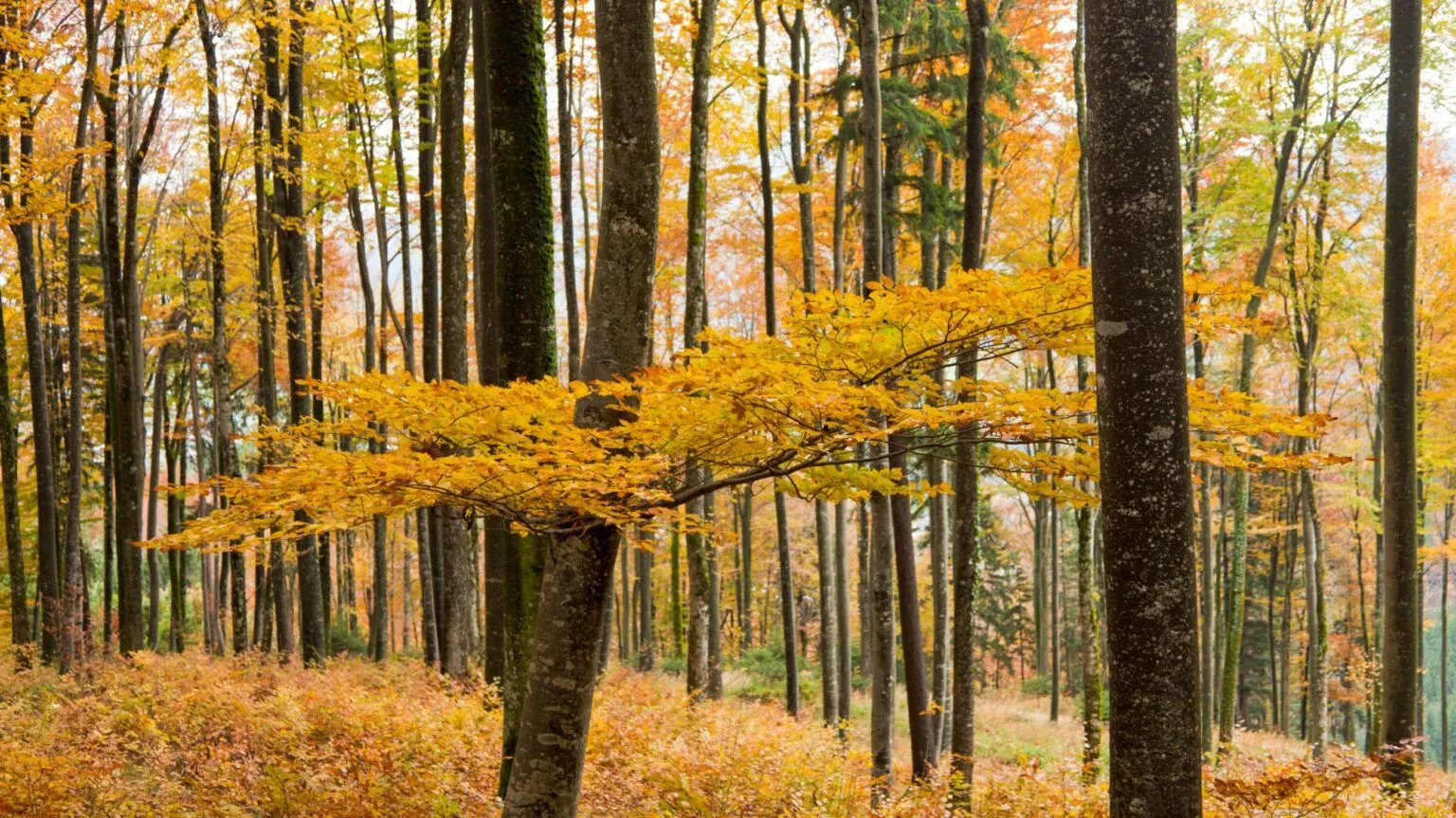 Mischwald Kreuzberg Herbststimmung © Konrad Neubauer